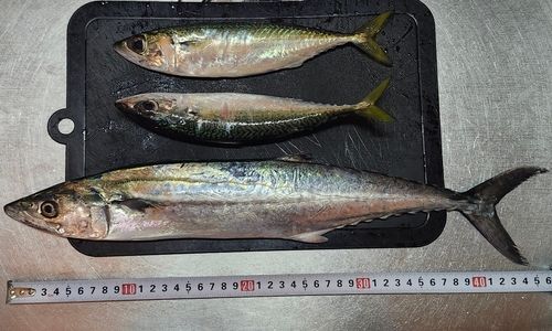 サゴシの釣果