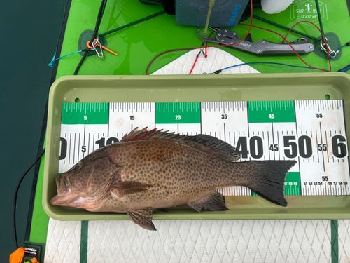 オオモンハタの釣果