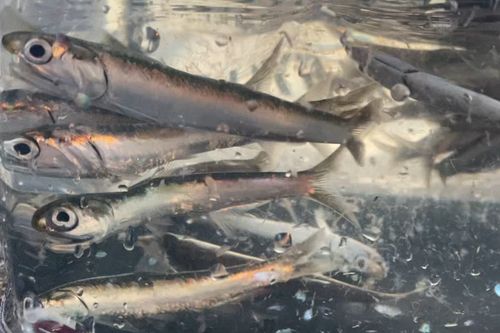 若洲海浜公園海釣り施設