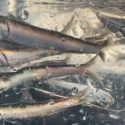 カタクチイワシ