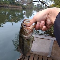 ラージマウスバス