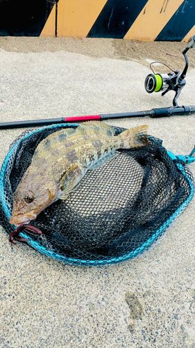 アイナメの釣果