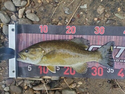 スモールマウスバスの釣果