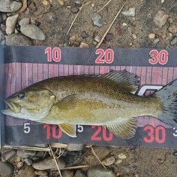 スモールマウスバス