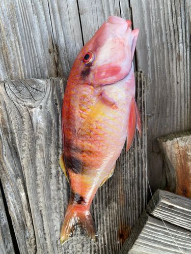 オジサンの釣果