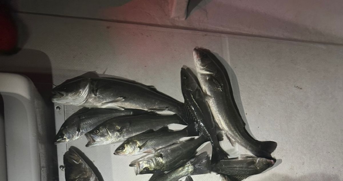 REDstyleさんの釣果 1枚目の画像