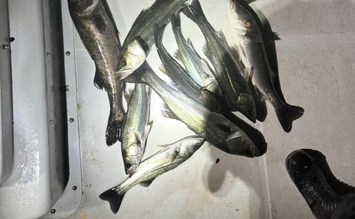 シーバスの釣果
