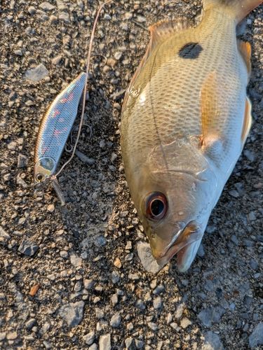 ヤマトビーの釣果