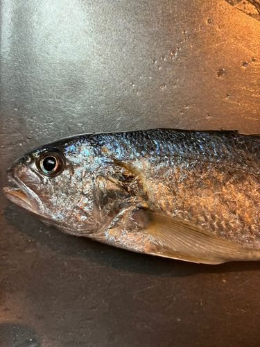 イシモチの釣果