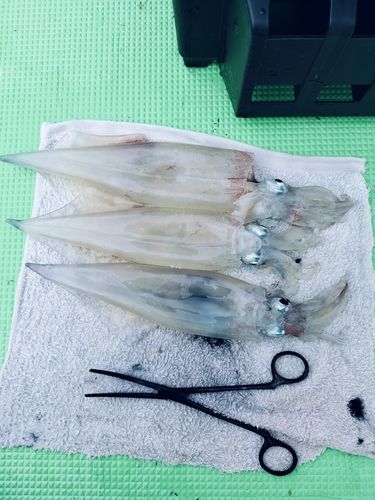 ヤリイカの釣果