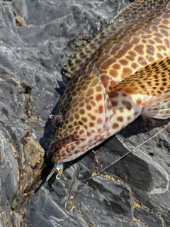 イシミーバイの釣果