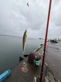 コマイの釣果