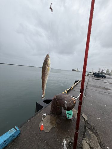 コマイの釣果