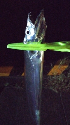 タチウオの釣果