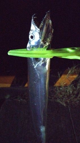 タチウオの釣果