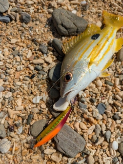 ヤマトビーの釣果