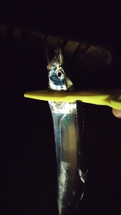 タチウオの釣果