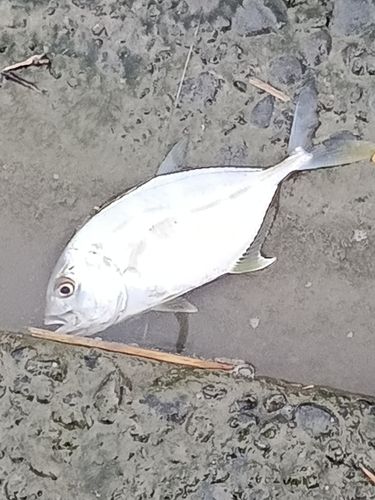 太田川今之浦川合流