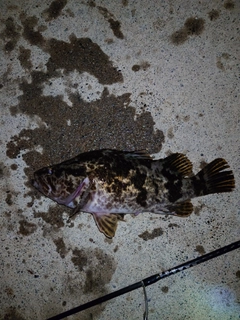 ベッコウゾイの釣果