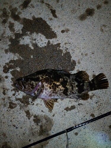 ベッコウゾイの釣果