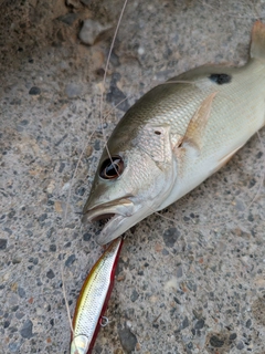 ヤマトビーの釣果