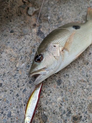 ヤマトビーの釣果