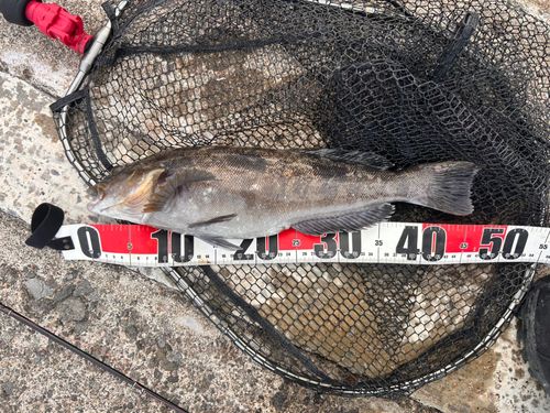 アブラコの釣果