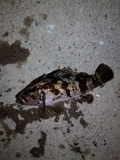 ベッコウゾイの釣果