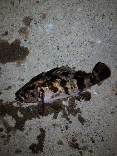 ベッコウゾイの釣果