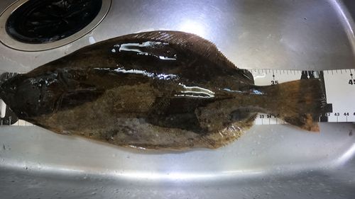 ヒラメの釣果