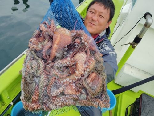 マダコの釣果