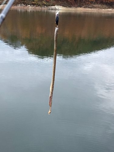 ウミヘビの釣果