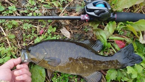 スモールマウスバスの釣果