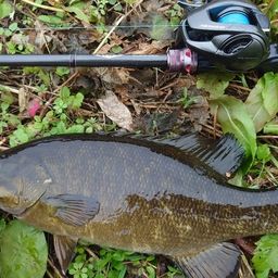 スモールマウスバス