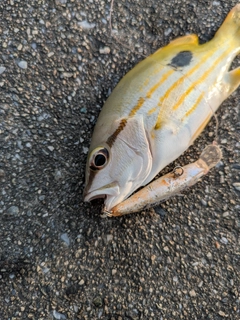 ヤマトビーの釣果