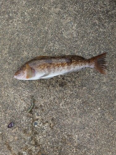 アイナメの釣果