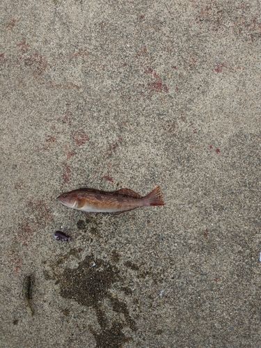 アイナメの釣果