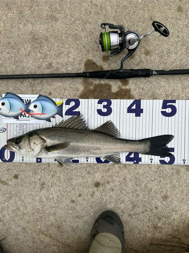 シーバスの釣果