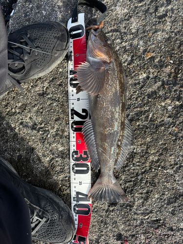 アイナメの釣果