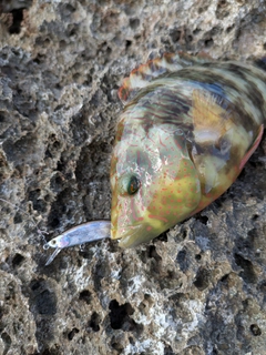 ミツバモチノウオの釣果