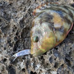 ミツバモチノウオ