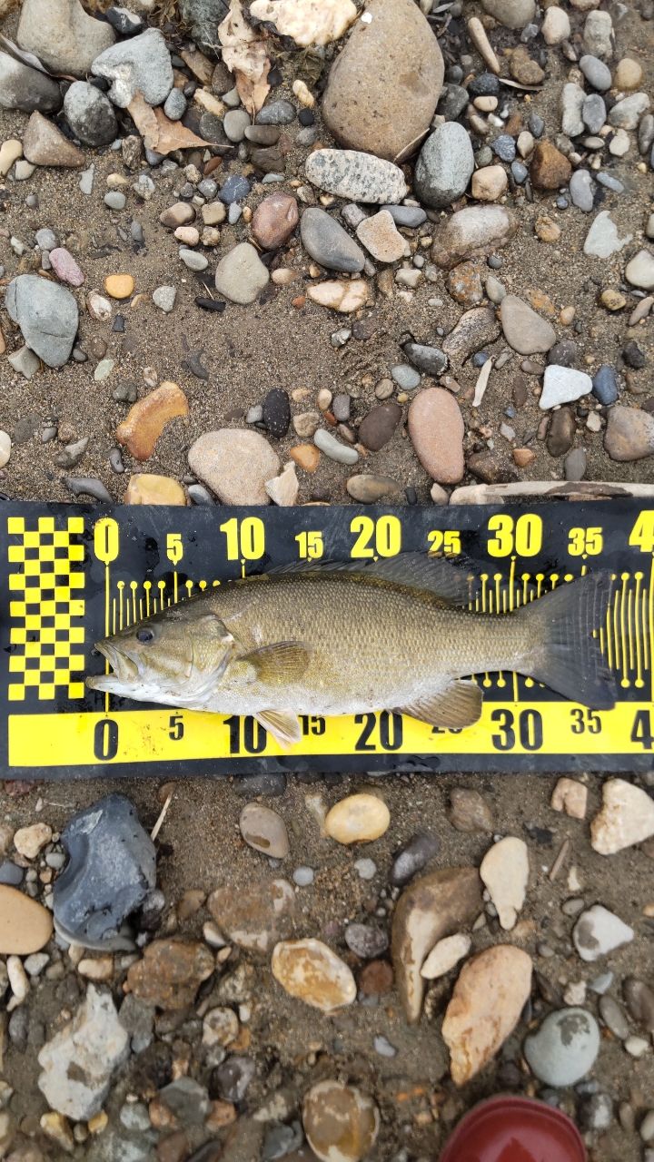 スモールマウスバス