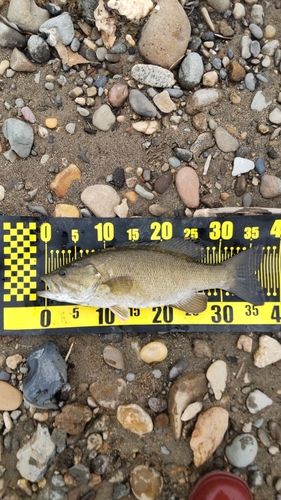 スモールマウスバスの釣果