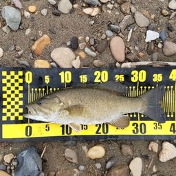 スモールマウスバス