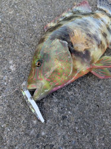 ミツバモチノウオの釣果