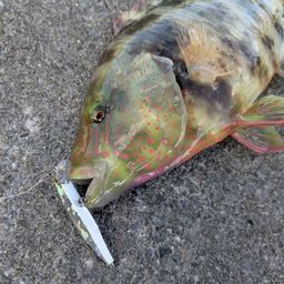 ミツバモチノウオ