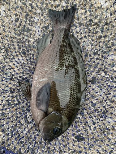 常滑りんくう釣り護岸