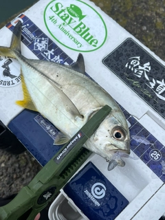 メッキの釣果
