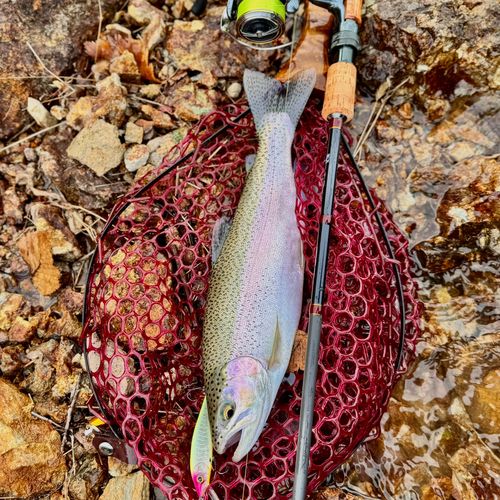 ニジマスの釣果