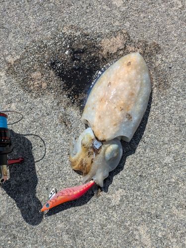 コウイカの釣果